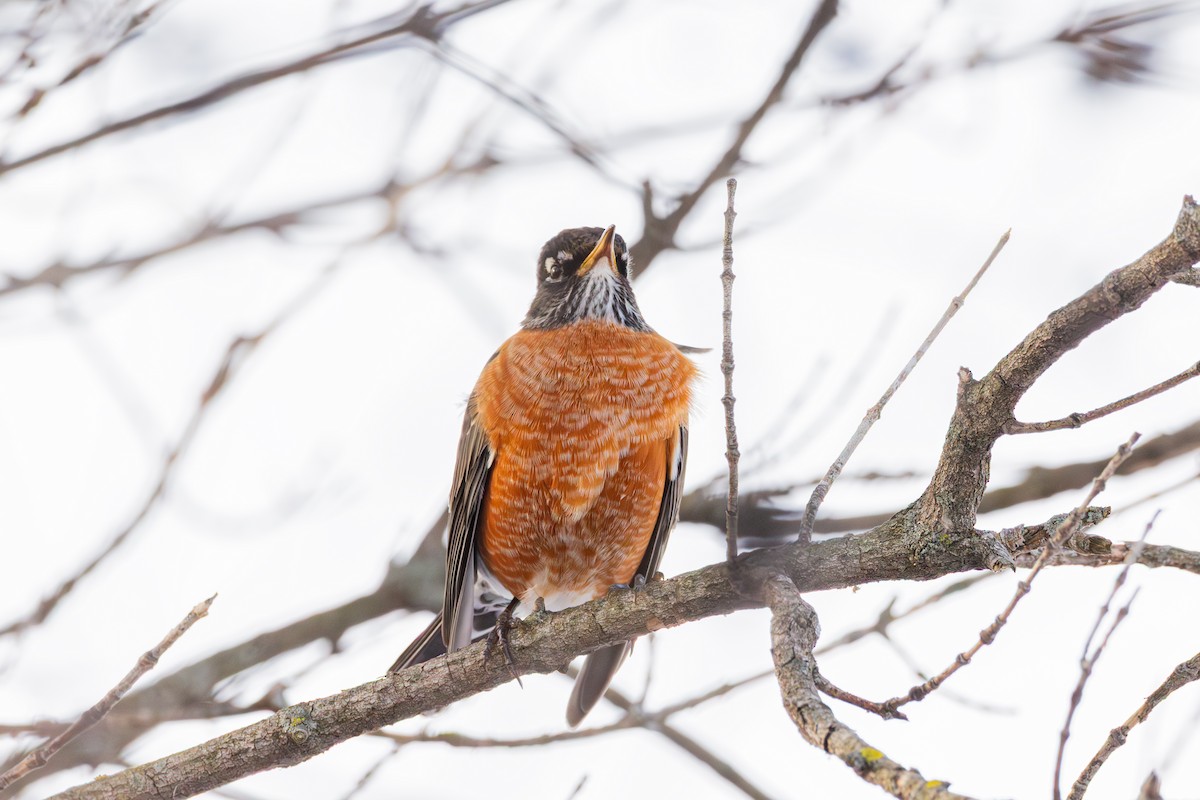 American Robin - ML647487369