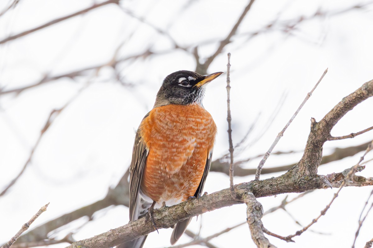 American Robin - ML647487370