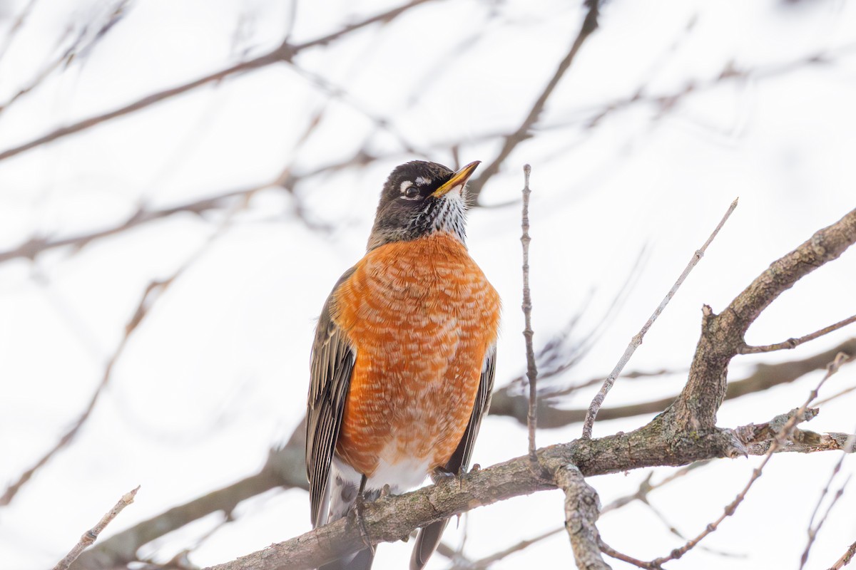 American Robin - ML647487371