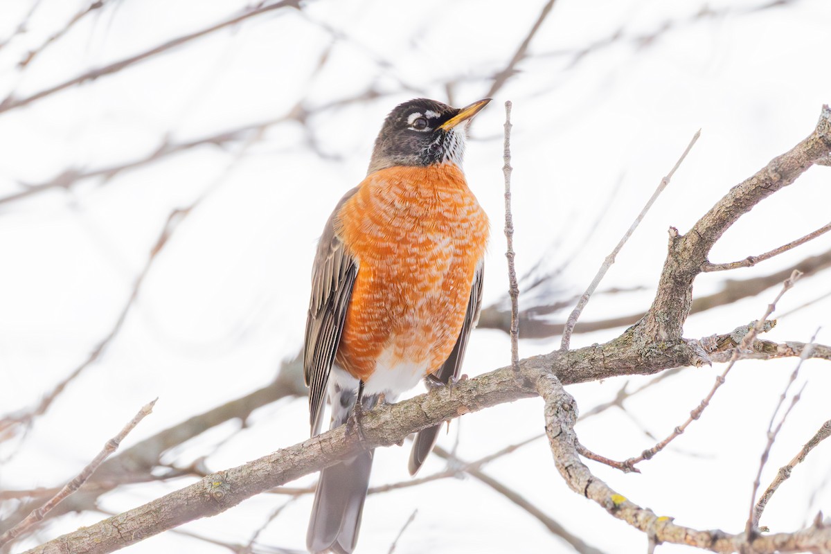 American Robin - ML647487372