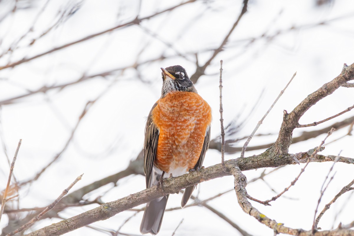 American Robin - ML647487373
