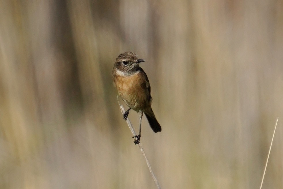 European Stonechat - ML647487376
