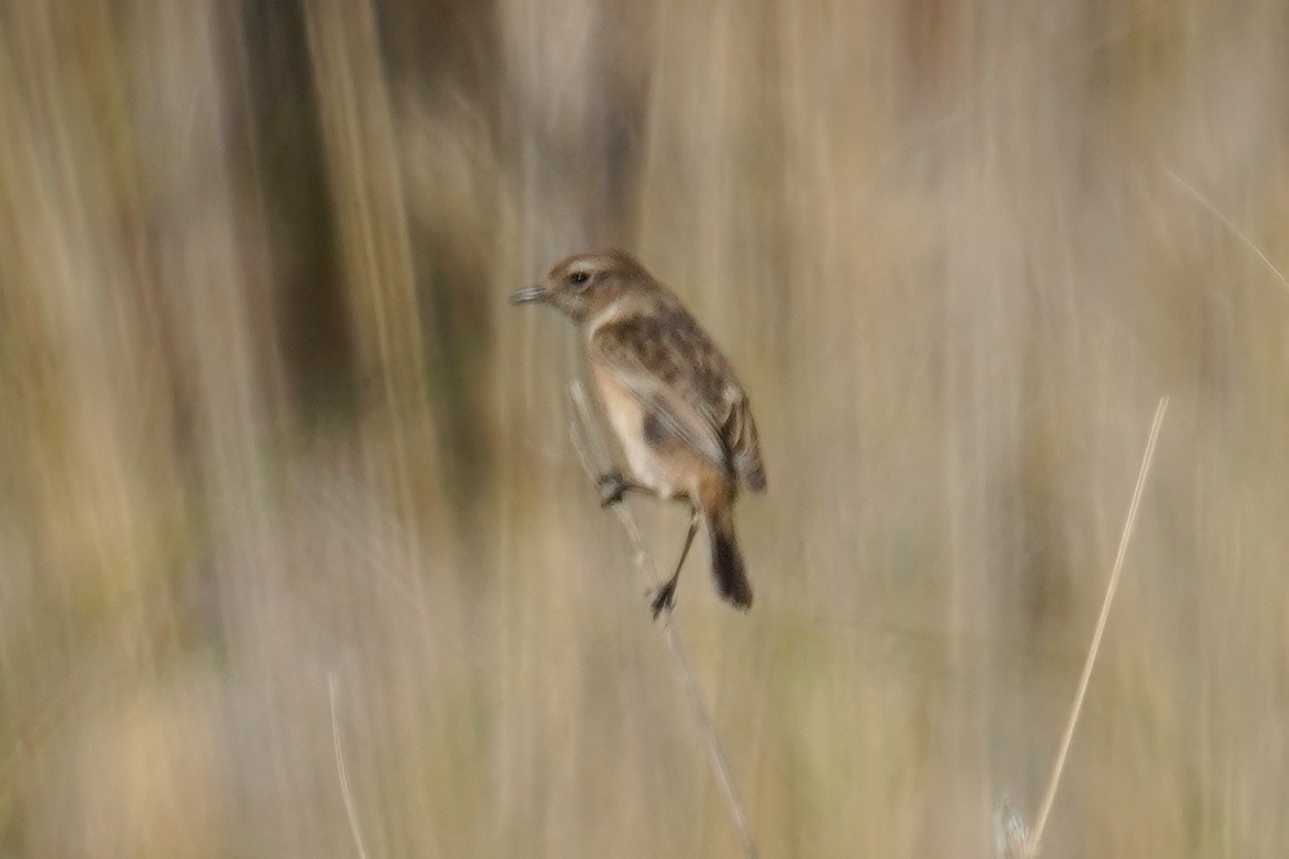 European Stonechat - ML647487377
