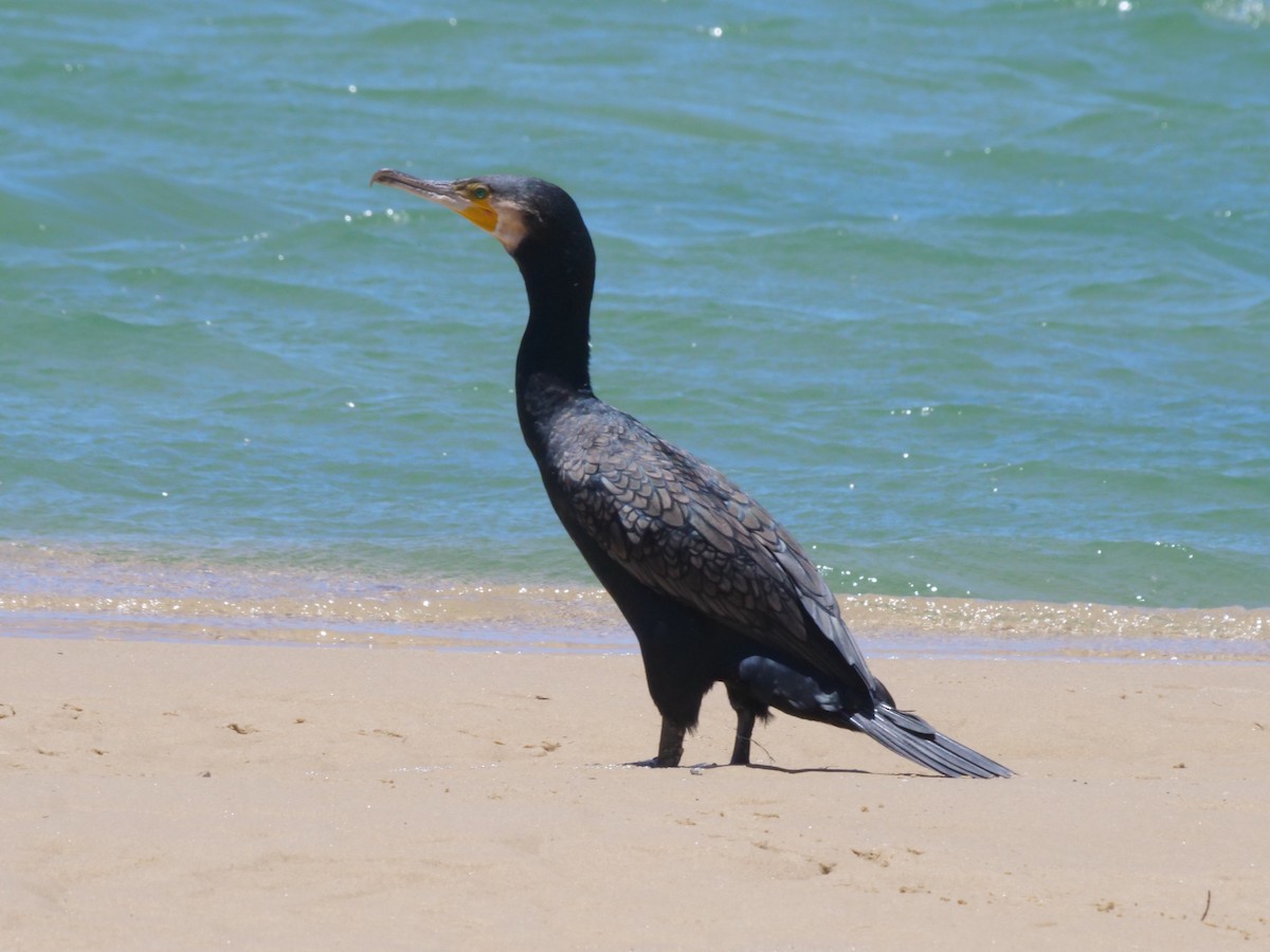 kormorán velký - ML647487422