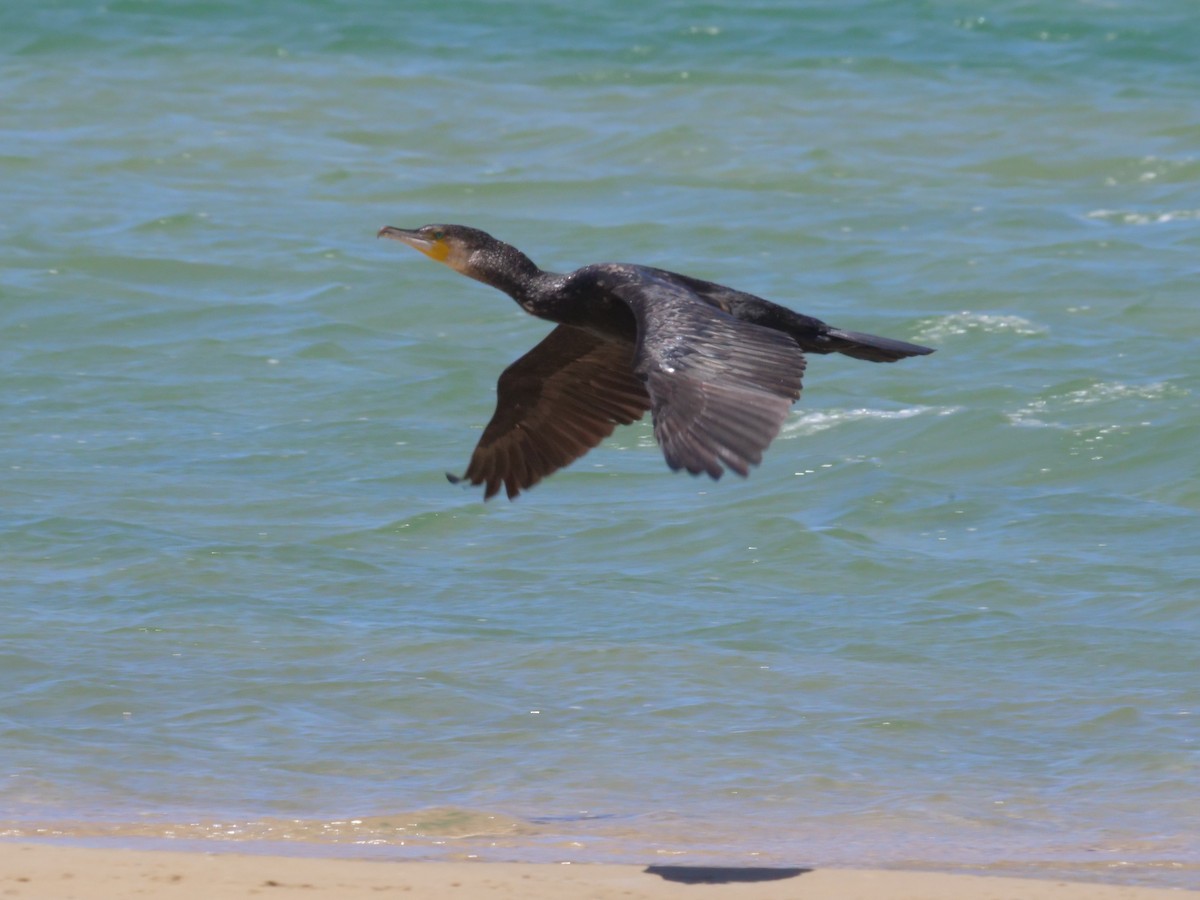 kormorán velký - ML647487423