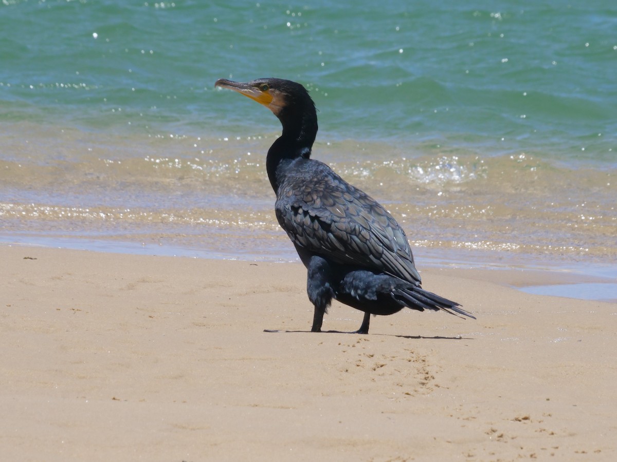 kormorán velký - ML647487426