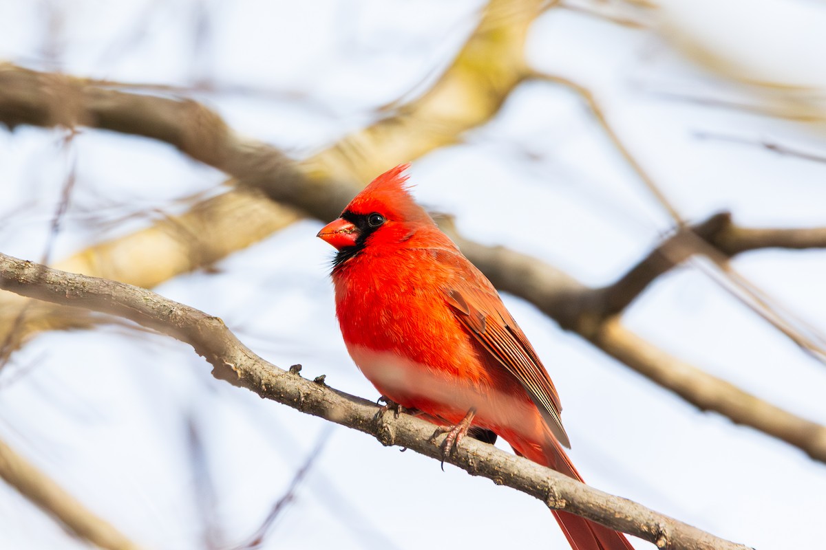 Northern Cardinal - ML647487479