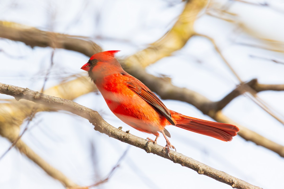 Northern Cardinal - ML647487480