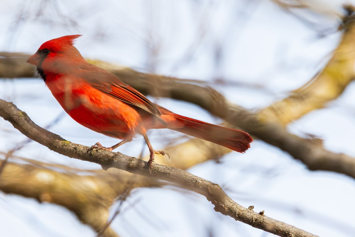 Northern Cardinal - ML647487481