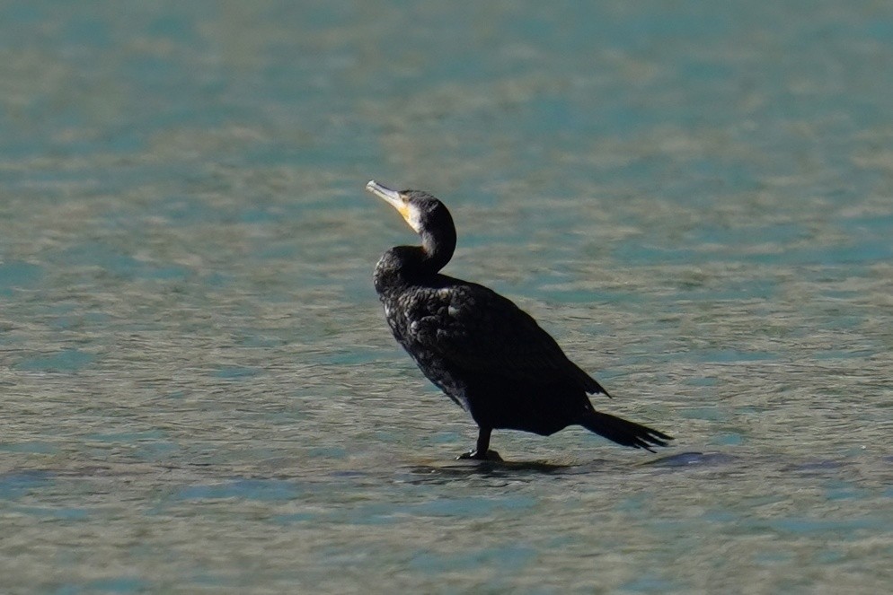 kormorán velký - ML647487484