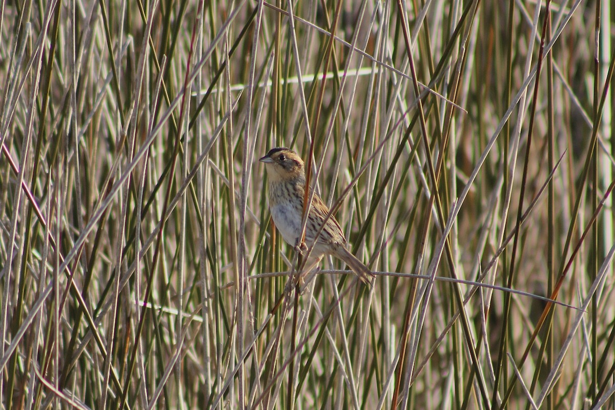 nålstjertspurv - ML647487486