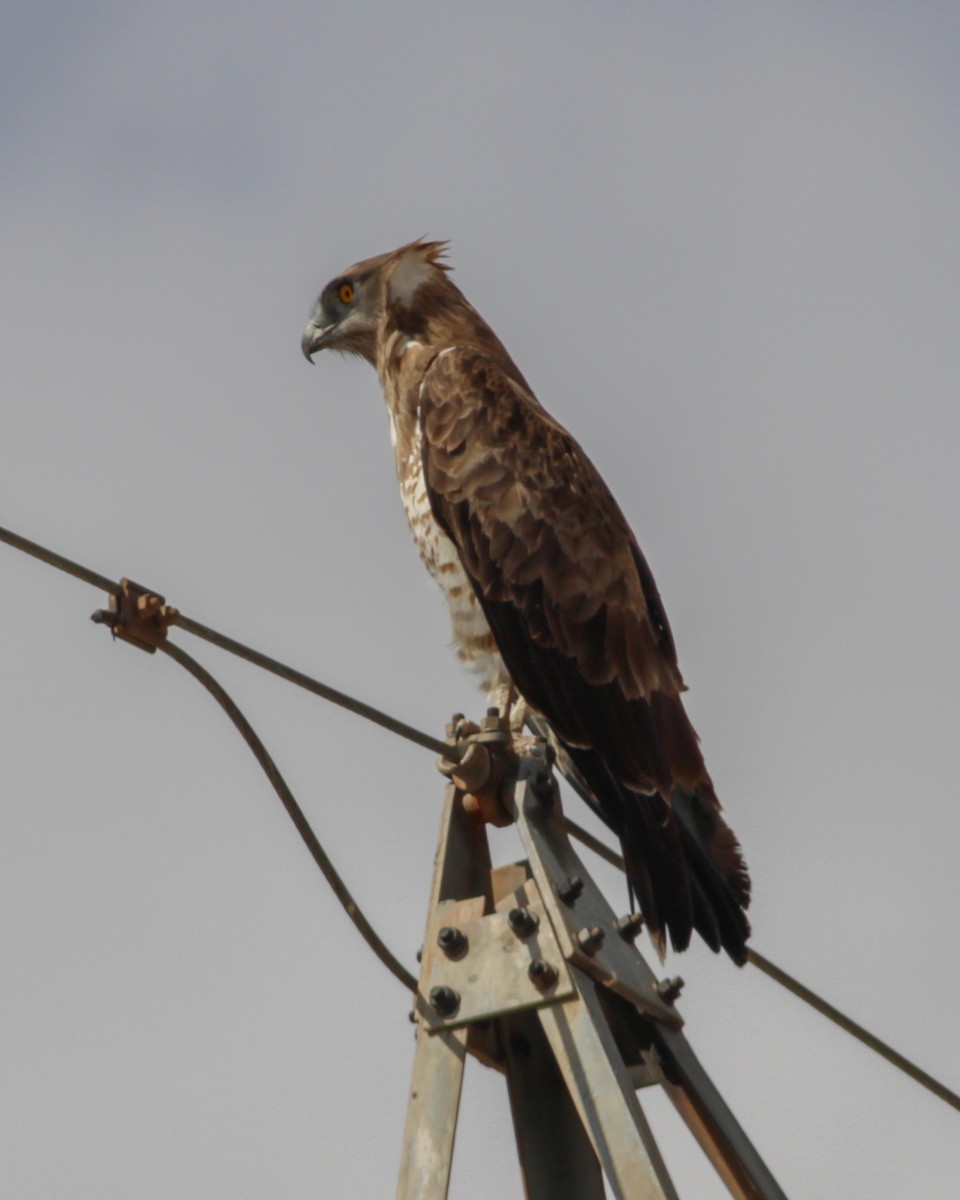 Short-toed Snake-Eagle - ML647487504