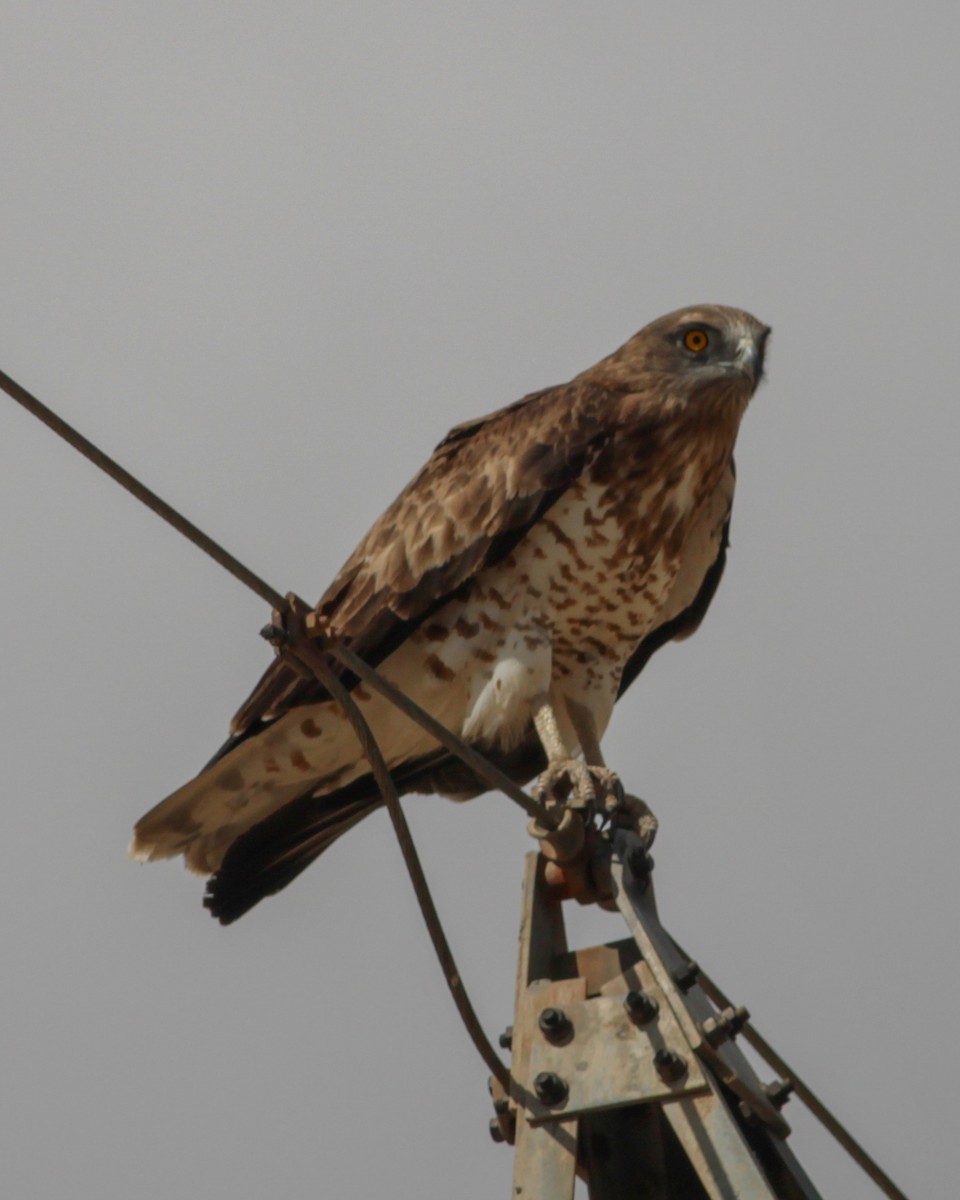 Short-toed Snake-Eagle - ML647487505