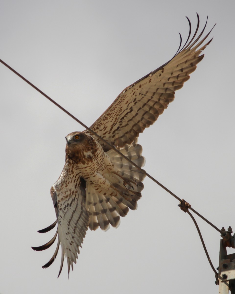 Short-toed Snake-Eagle - ML647487506