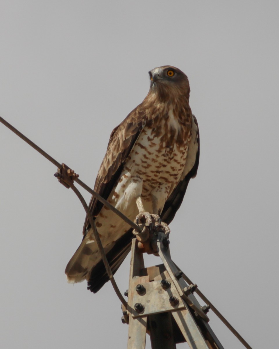 Short-toed Snake-Eagle - ML647487507