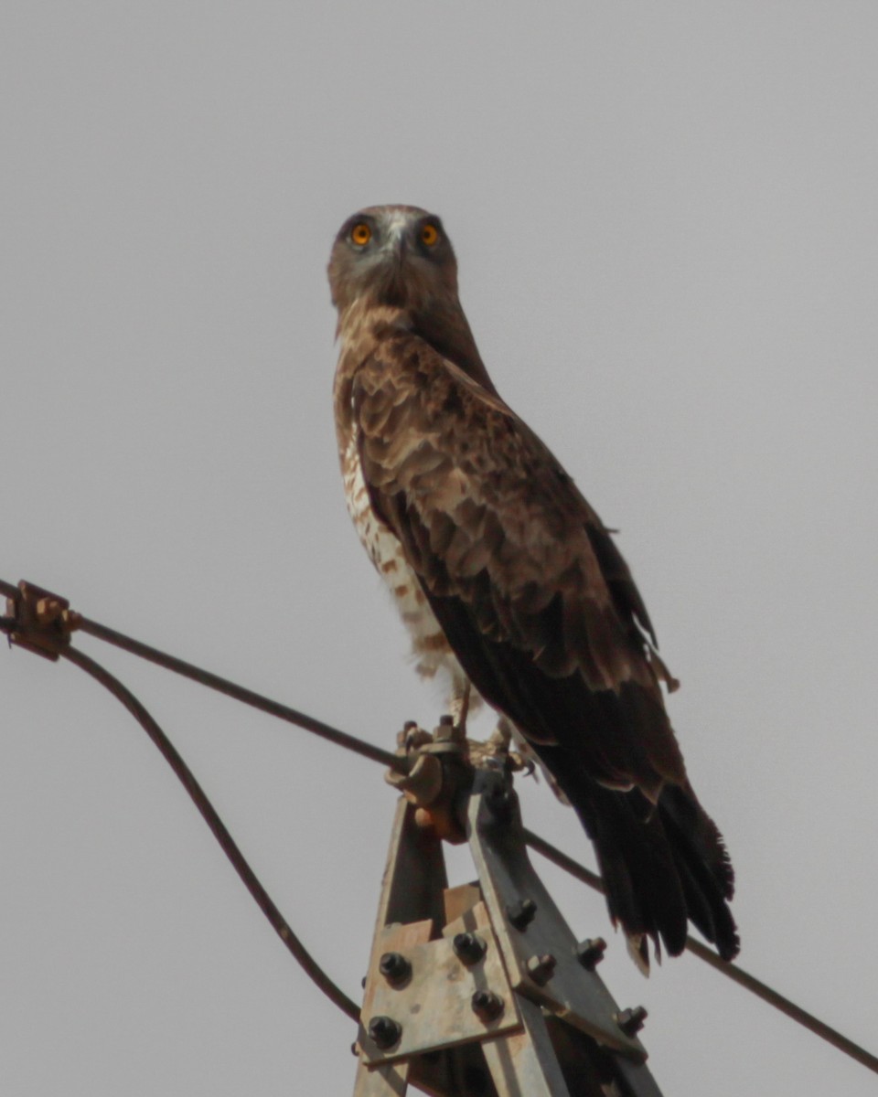 Short-toed Snake-Eagle - ML647487508