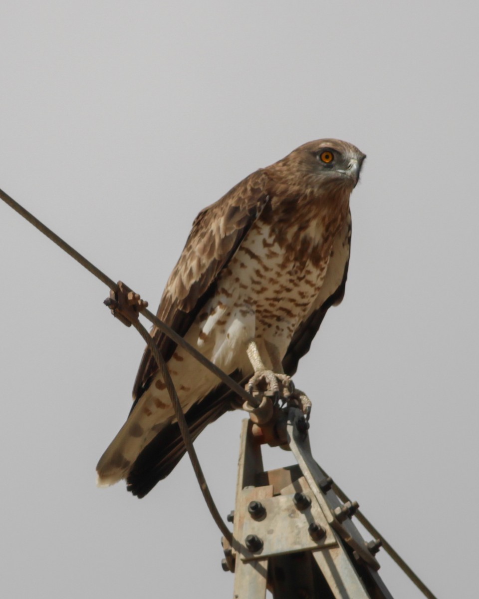 Short-toed Snake-Eagle - ML647487509