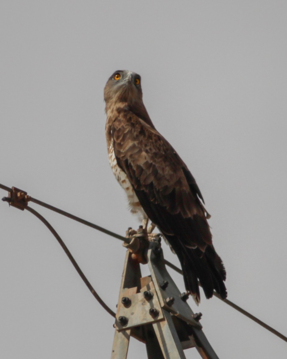 Short-toed Snake-Eagle - ML647487510