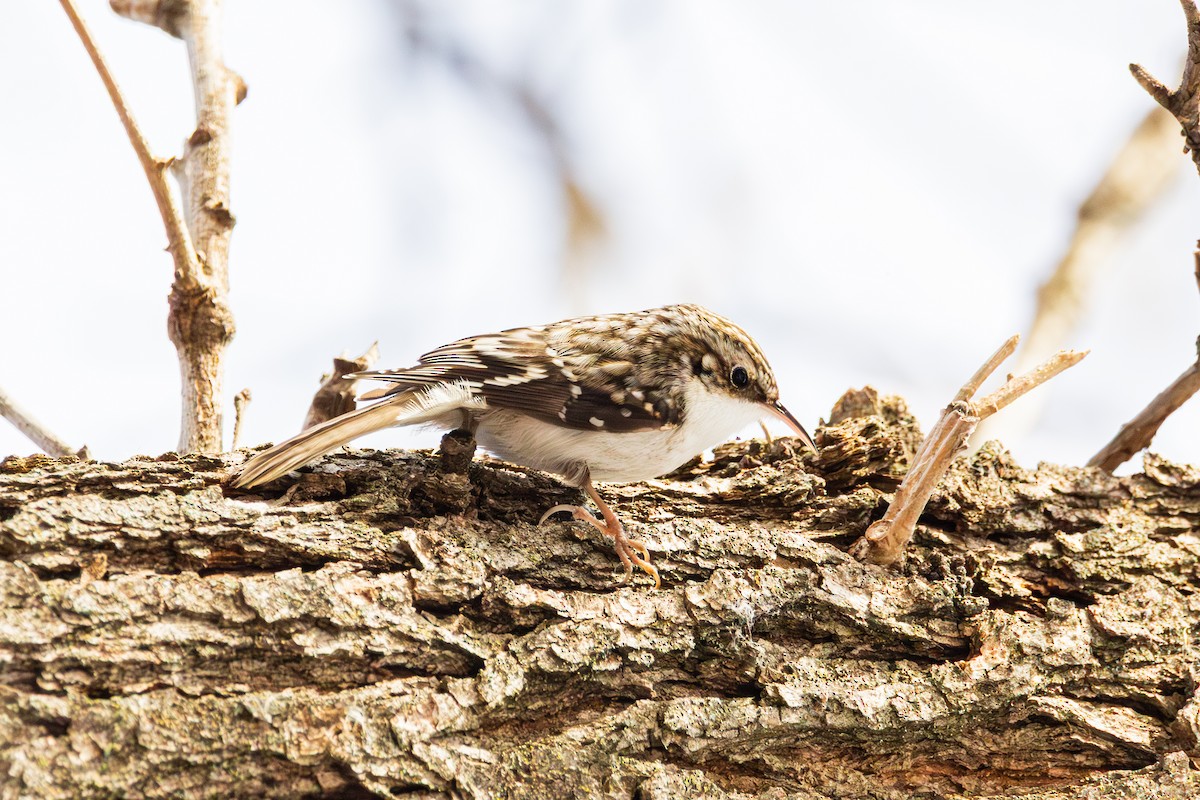 Brown Creeper - ML647487532