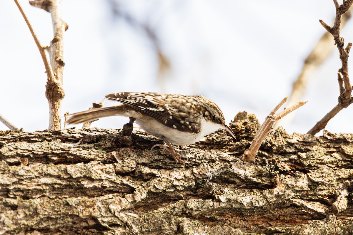 Brown Creeper - ML647487533