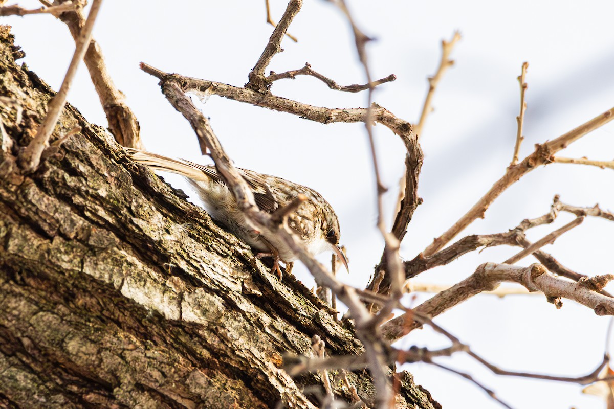 Brown Creeper - ML647487534