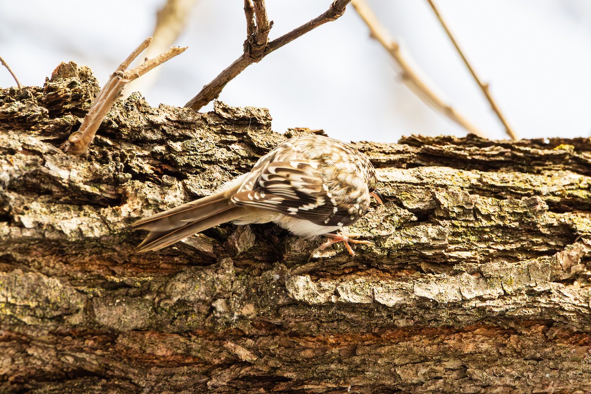 Brown Creeper - ML647487535
