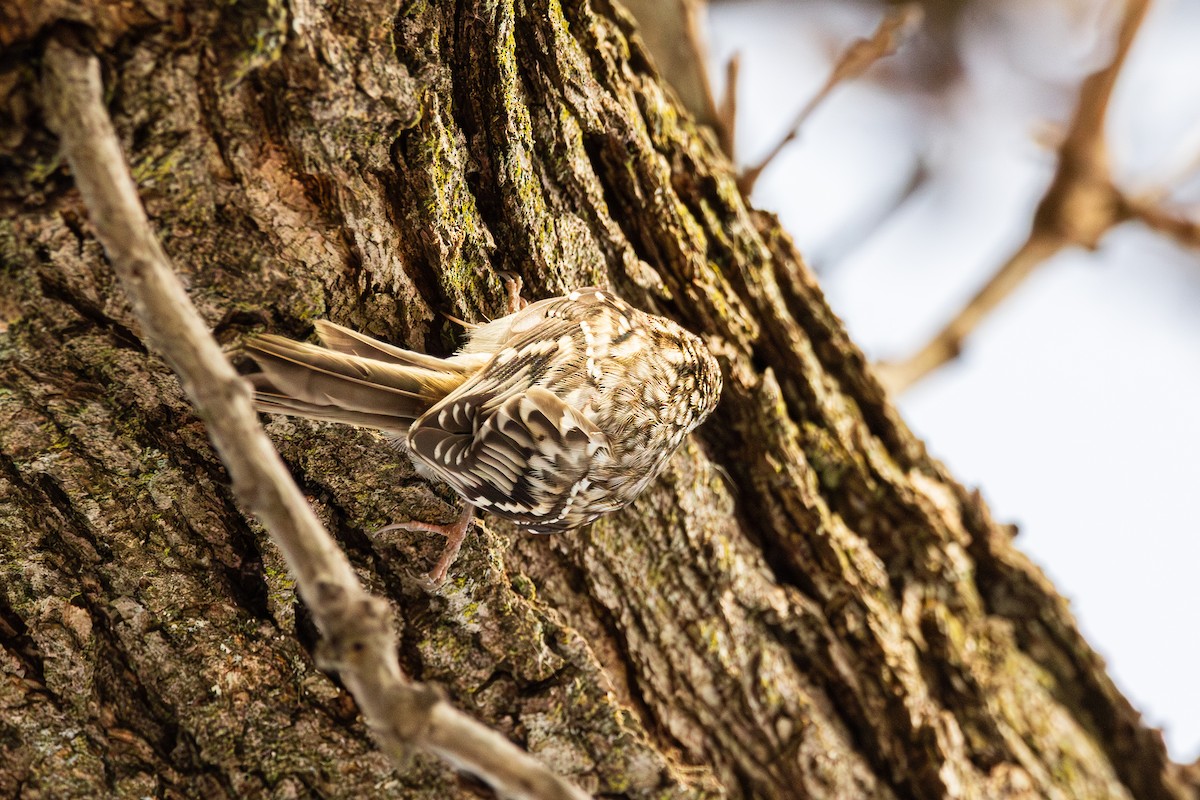 Brown Creeper - ML647487536