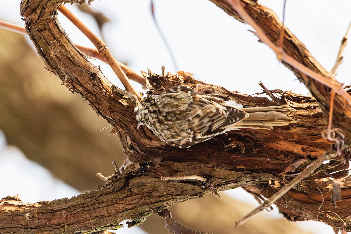 Brown Creeper - ML647487537
