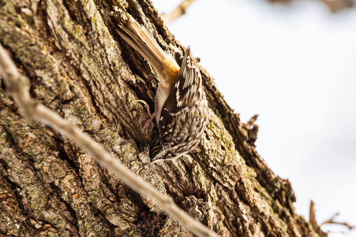 Brown Creeper - ML647487538