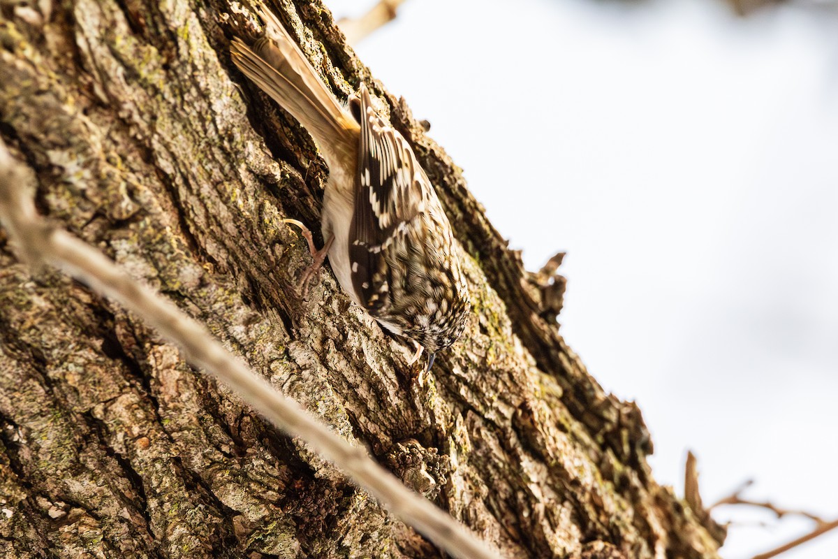 Brown Creeper - ML647487539