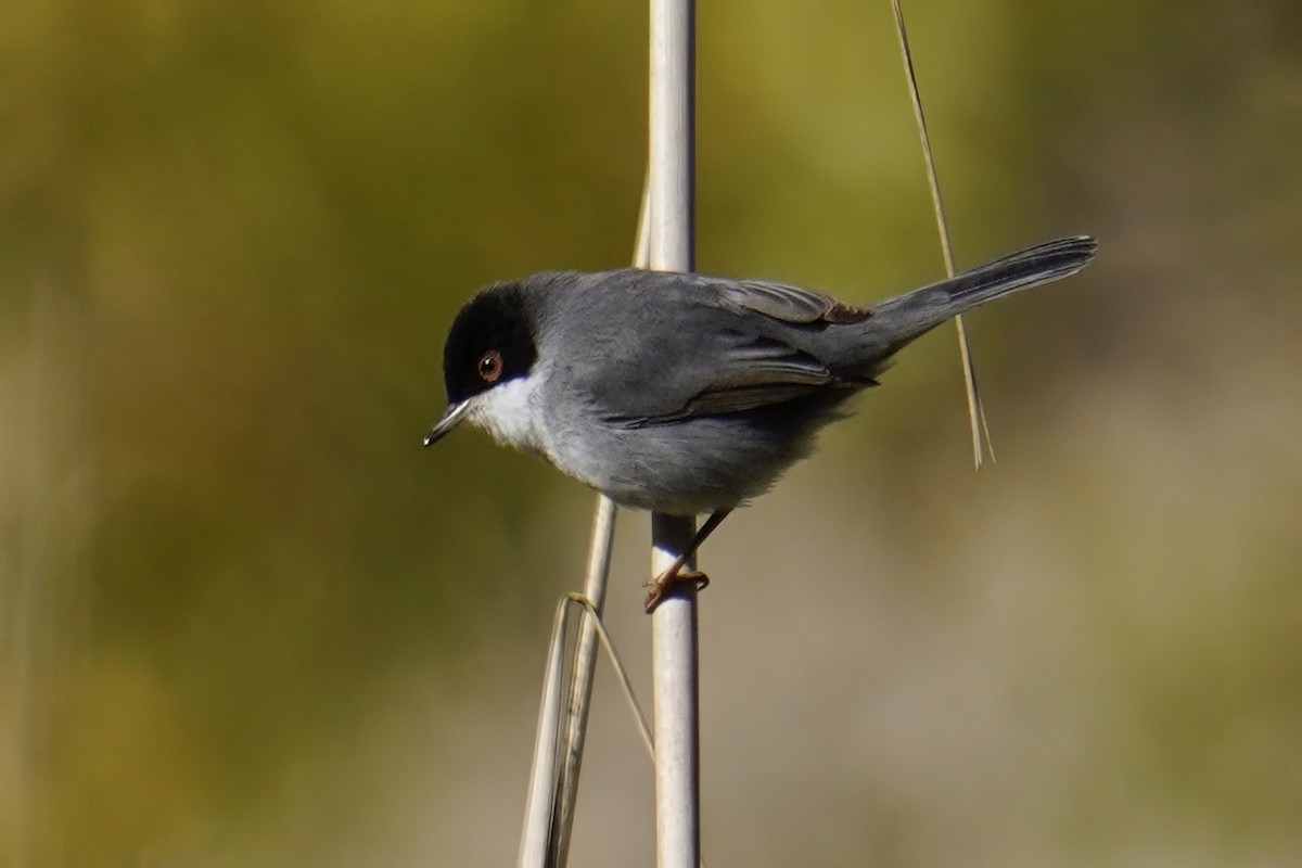 Sardinian Warbler - ML647487546