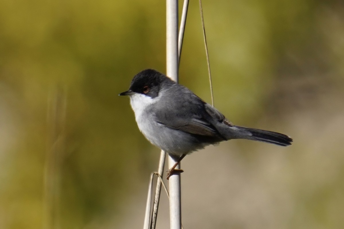 Sardinian Warbler - ML647487547