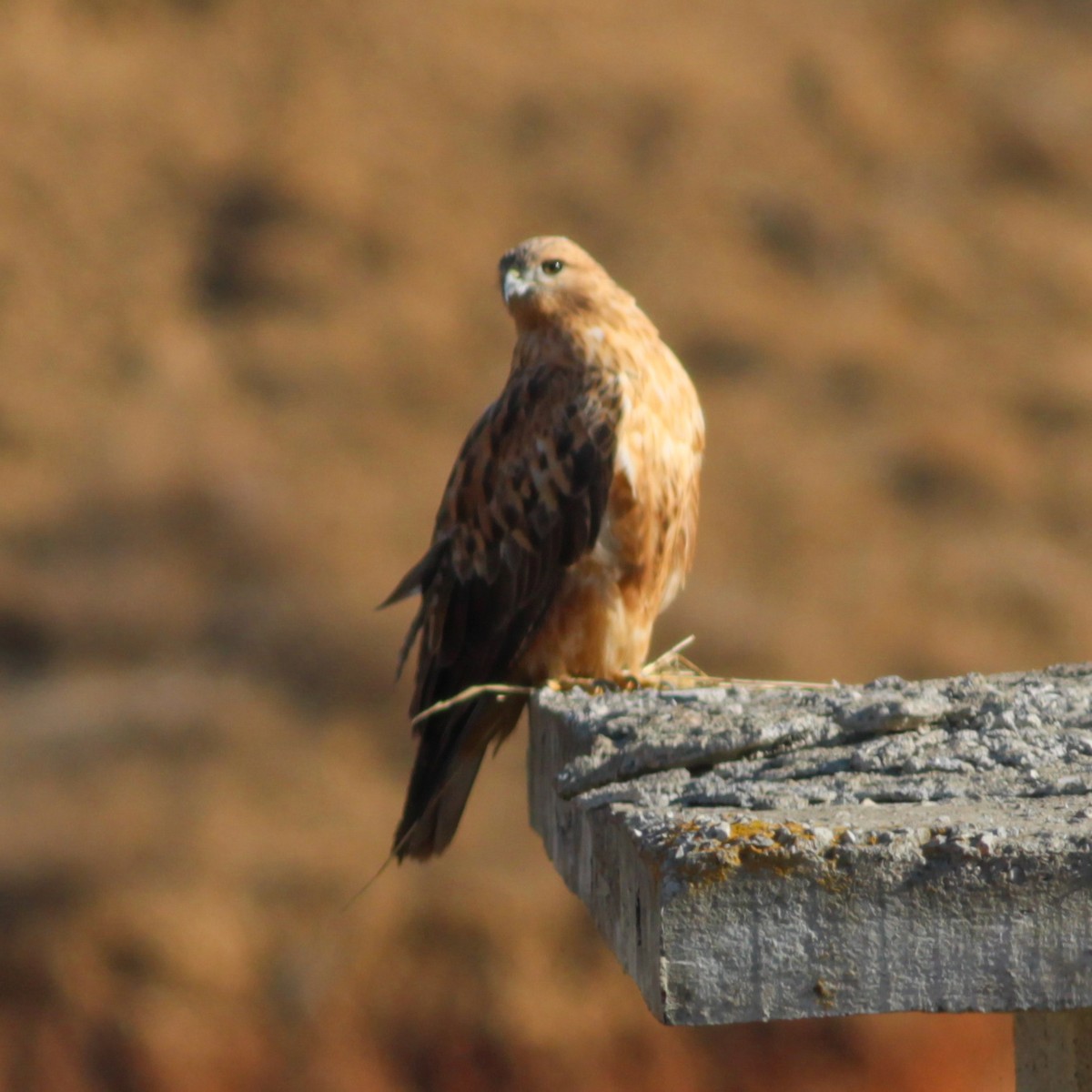 Long-legged Buzzard - ML647487561