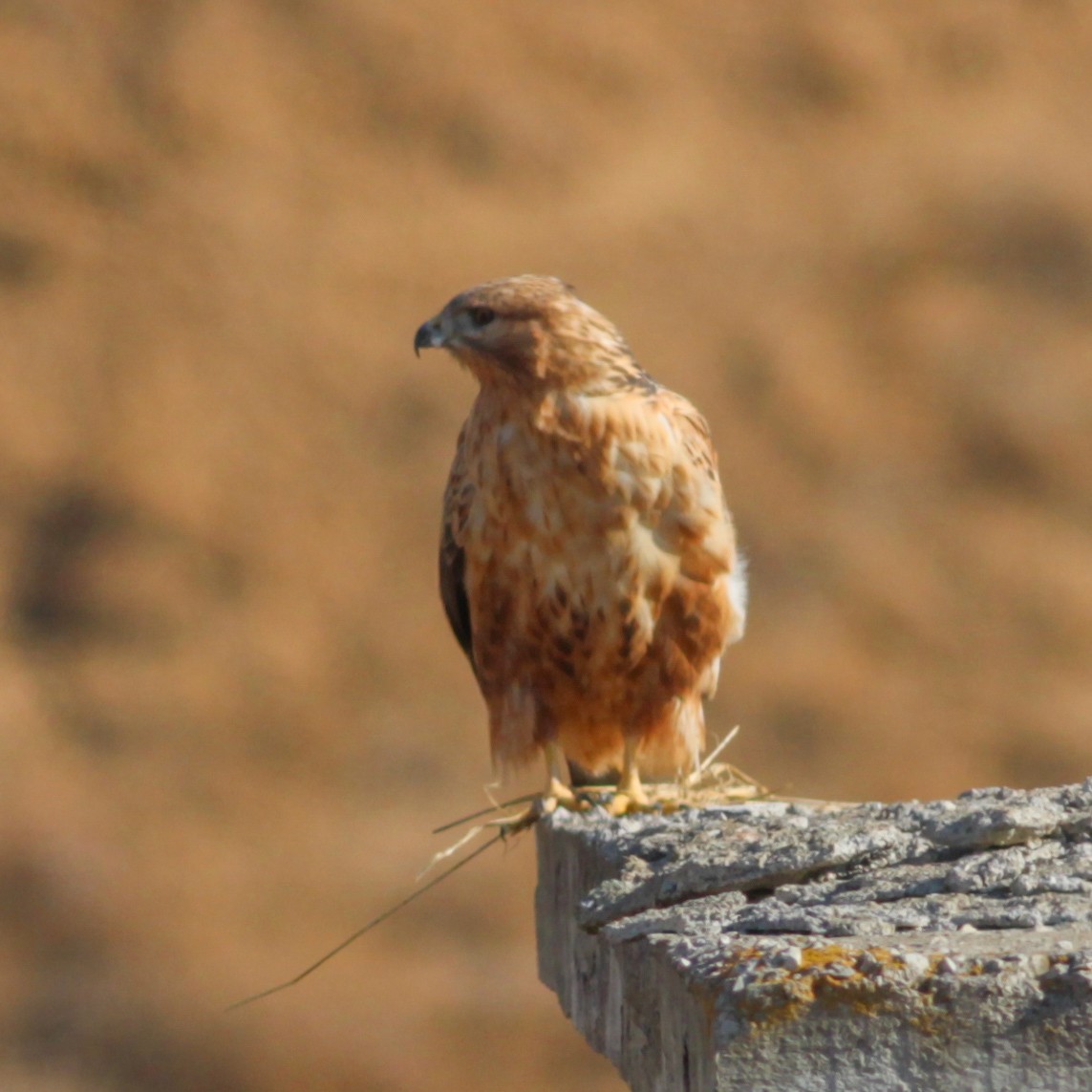 Long-legged Buzzard - ML647487562