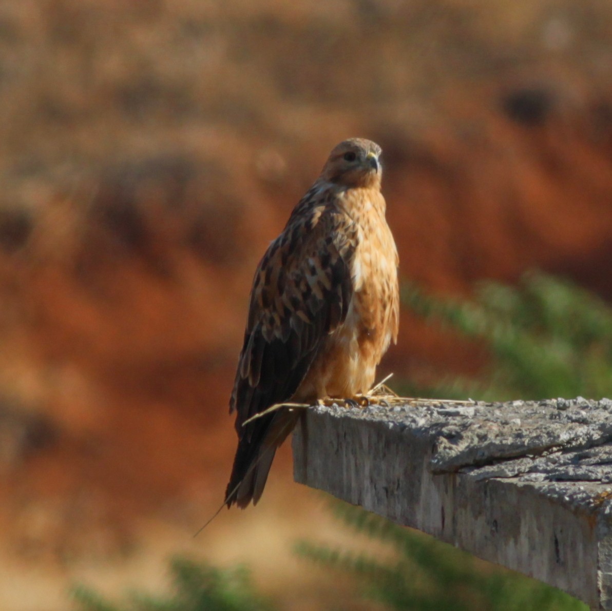 Long-legged Buzzard - ML647487563