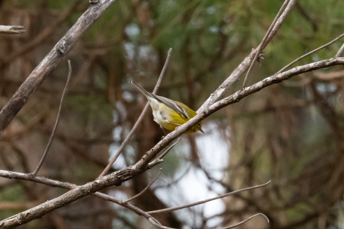 Сосновая древесница - ML647487588