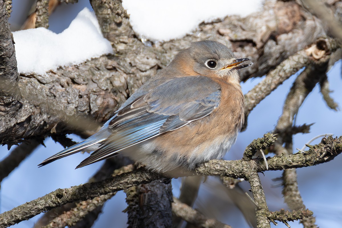 Eastern Bluebird - ML647487589