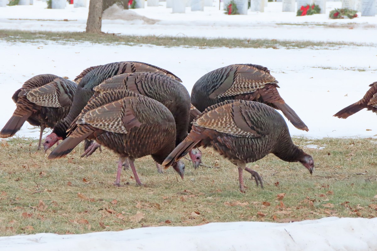 シチメンチョウ - ML647487592