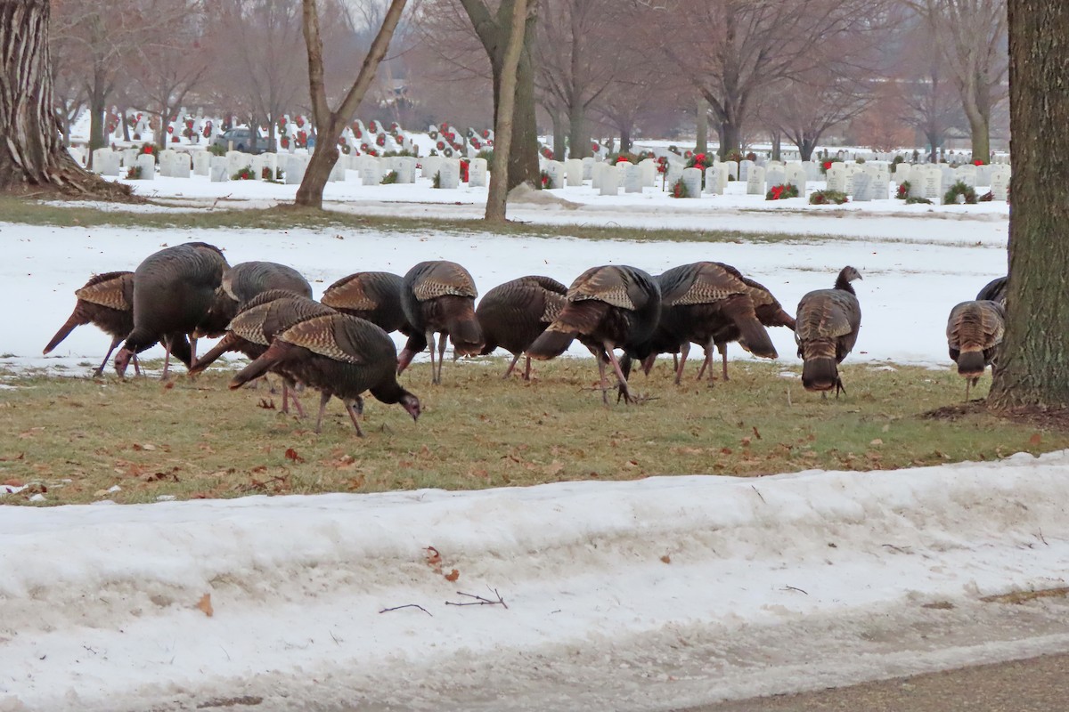 シチメンチョウ - ML647487596