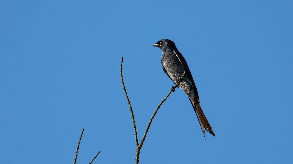 drongo černý - ML647487598