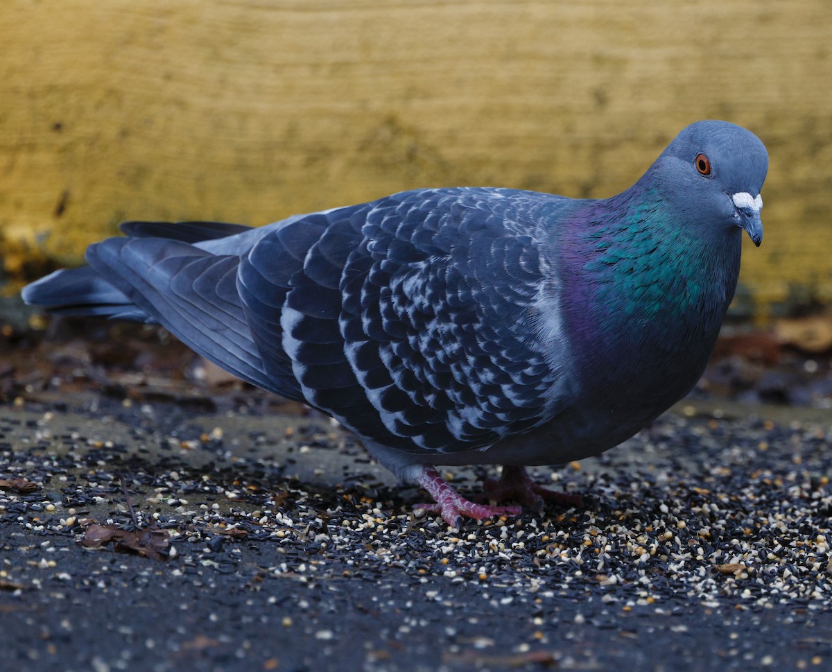 カワラバト（ドバト、家畜型） - ML647487633