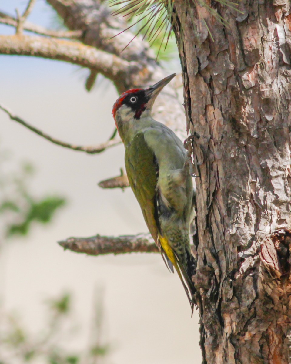 נקר ירוק - ML647487636