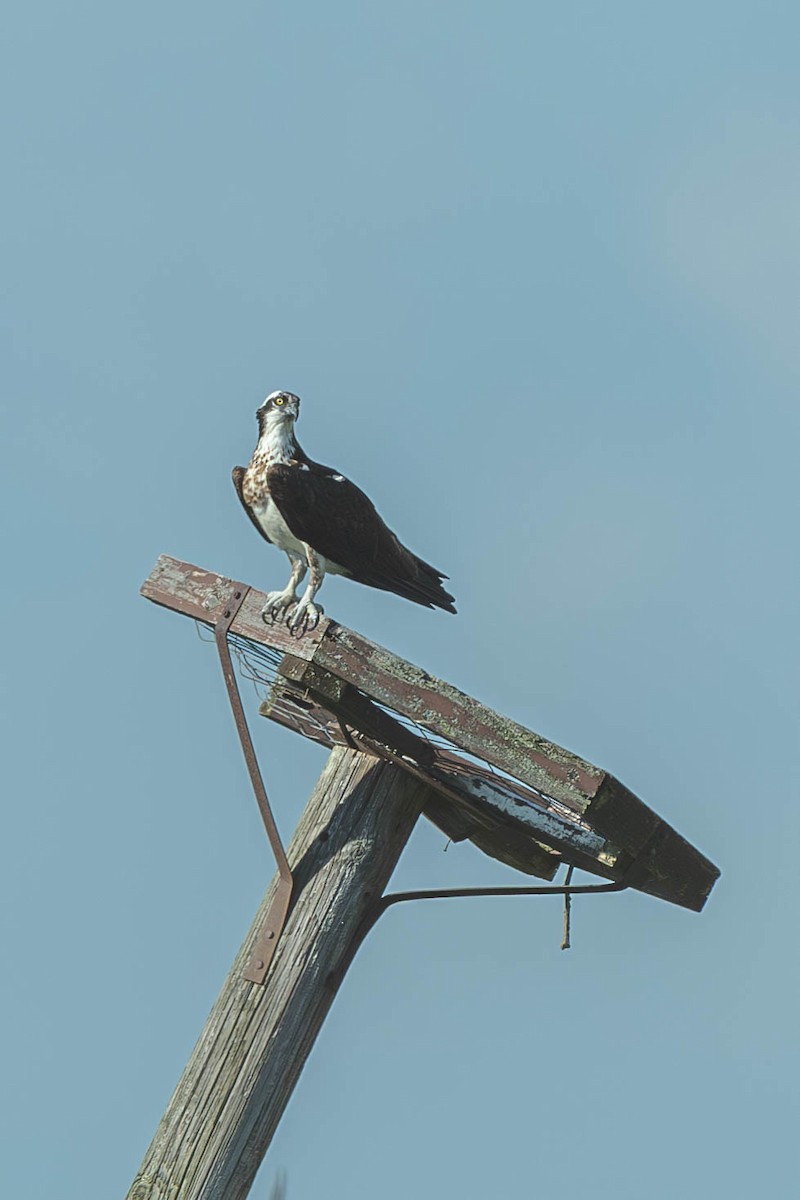 Скопа західна - ML647487638