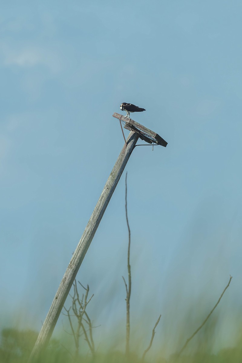 Скопа західна - ML647487640