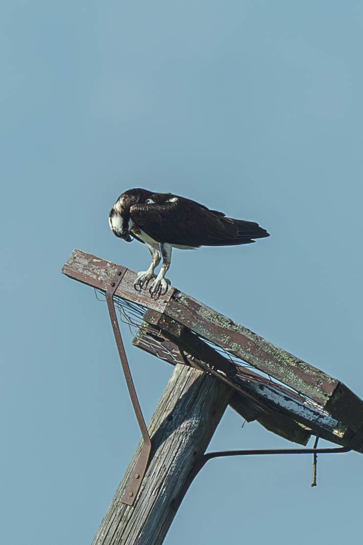 Скопа західна - ML647487641