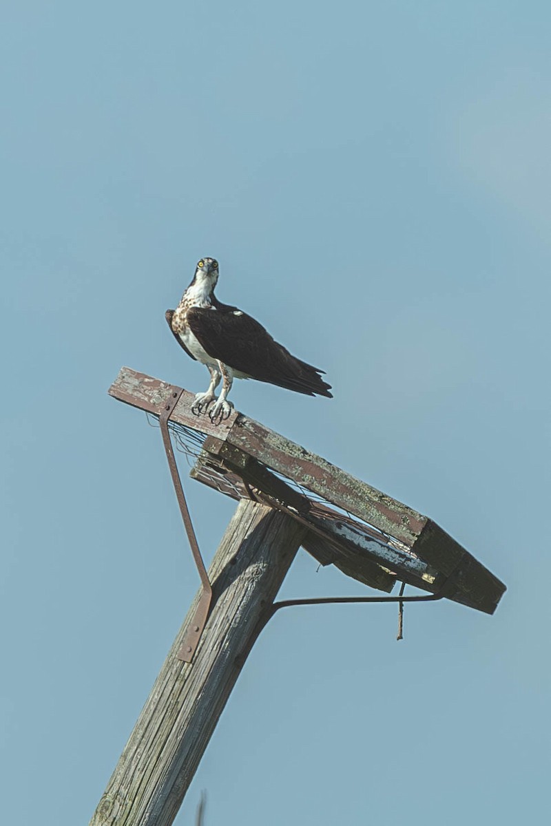 Скопа західна - ML647487642