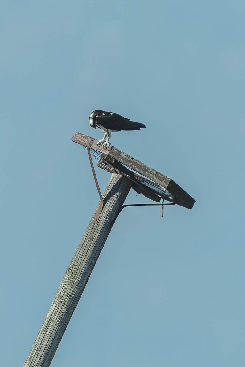 Скопа західна - ML647487643