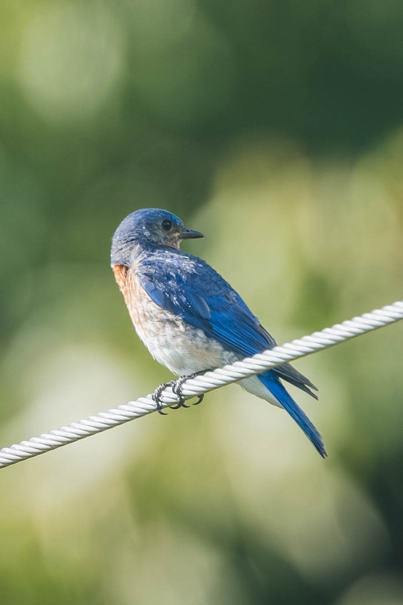 Eastern Bluebird - ML647487651