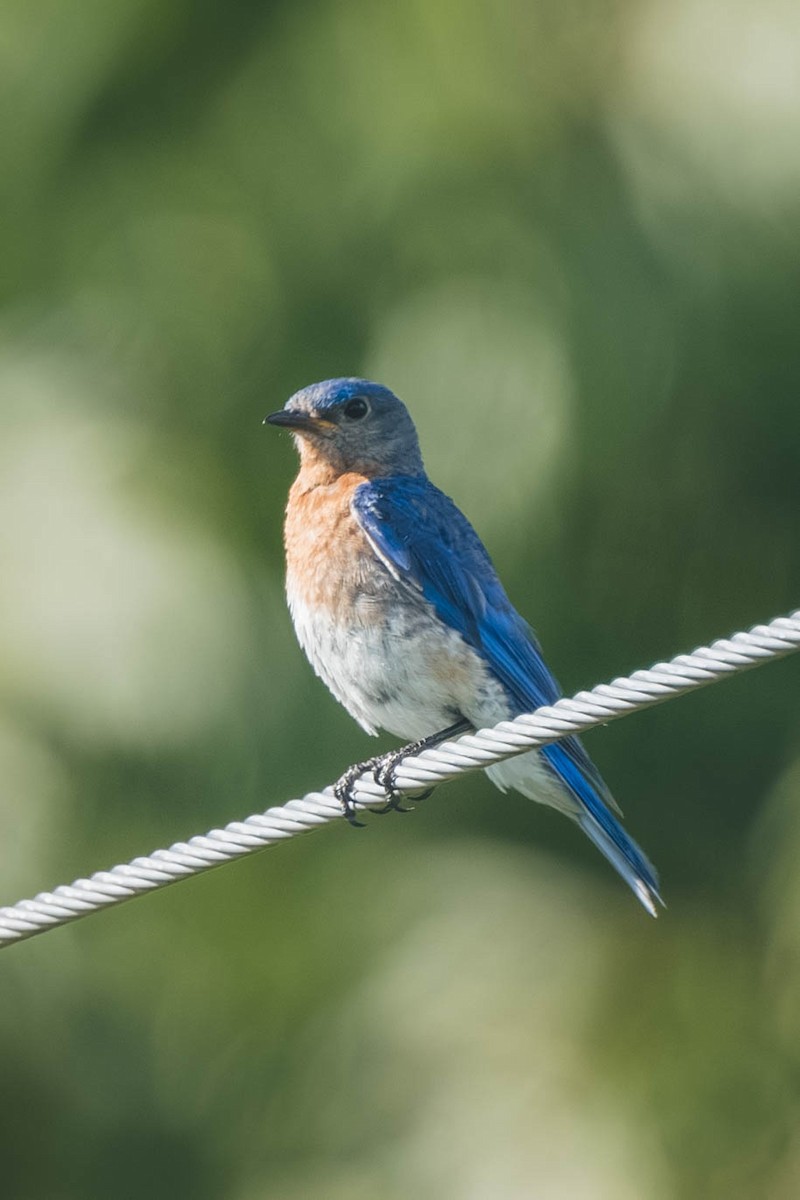 Eastern Bluebird - ML647487652