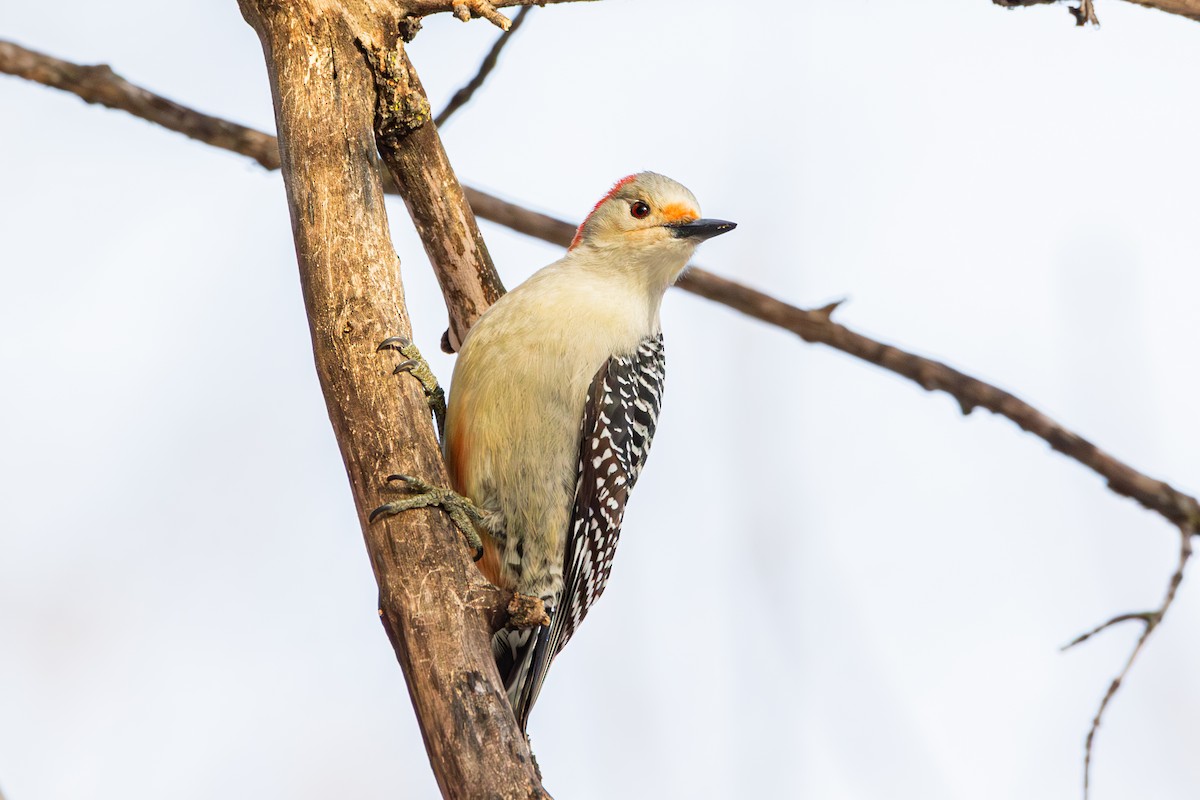 Red-bellied Woodpecker - ML647487656